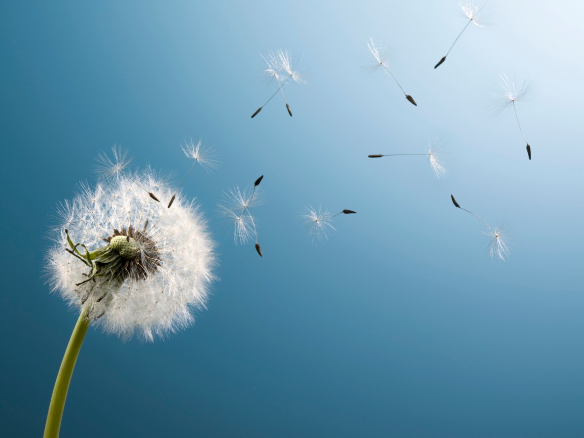 dandelion-on-blue-background